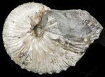 Sphenodiscus Ammonite - South Dakota #43934-1
